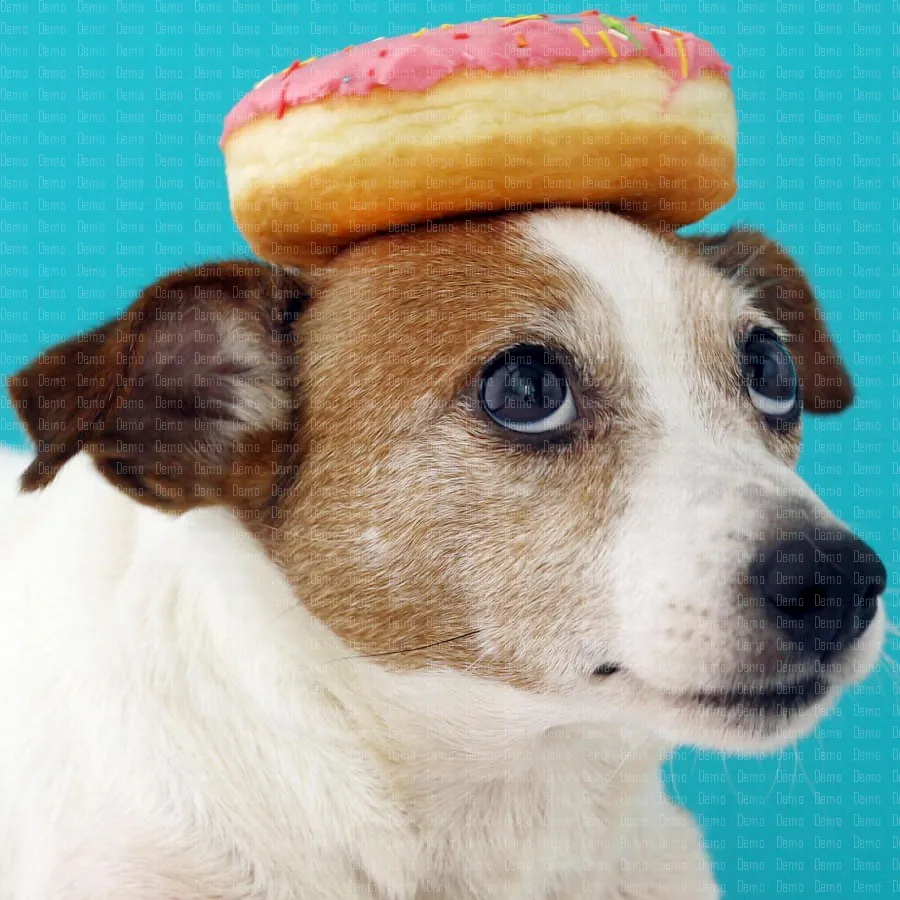 dog-with-a-donut-on-head-2024-03-06-22-57-48-utc